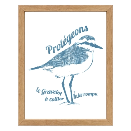 Affiche Gravelot à collier interrompu – décoration marine